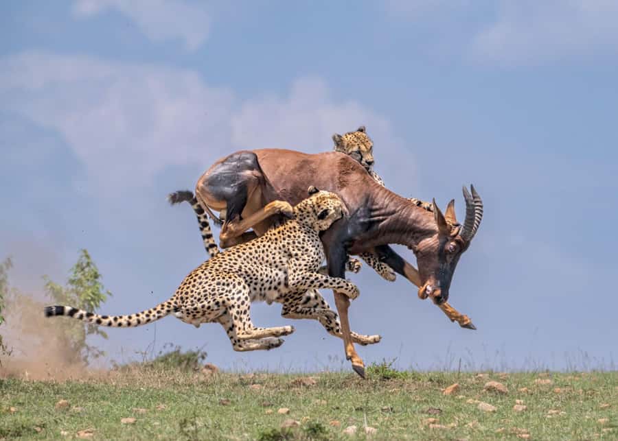 Masai Mara: 3-Day Group Joining Safari by Land Cruiser - Food and water: simple, practical, and included
