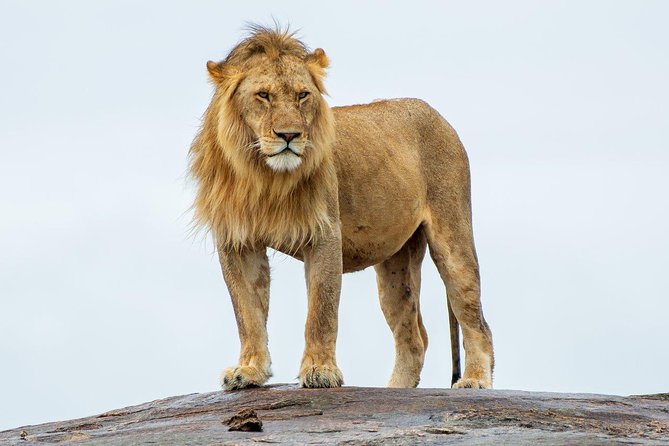 Masai Mara 3 Day Safari | Private 4WD Jeep Tour - Day 2: the early start and your best shot at the Big Five