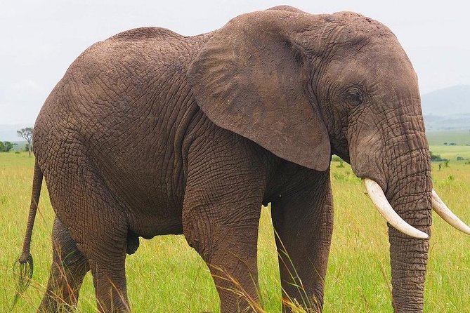 Masai Mara 3 Day Safari | Private 4WD Jeep Tour - Day 2 logistics you should plan around