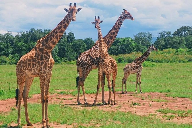 Masai Mara 3 Day Safari | Private 4WD Jeep Tour - Day 3: Nairobi transfer with Longonot and optional Naivasha or tea farm lunch