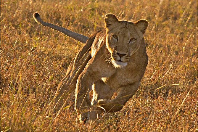 Masai Mara 3 Days Luxury Tented Safari - Day 1 in Masai Mara: Lunch After Arrival, Then Lions in the Afternoon