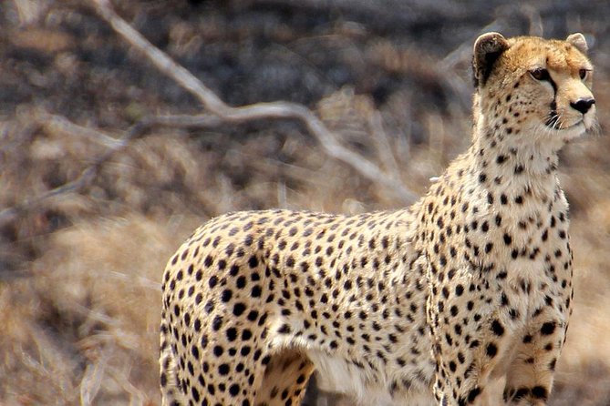 Masai Mara 3 Days Luxury Tented Safari - Safety, Driving Style, and Getting Better Animal Sightings