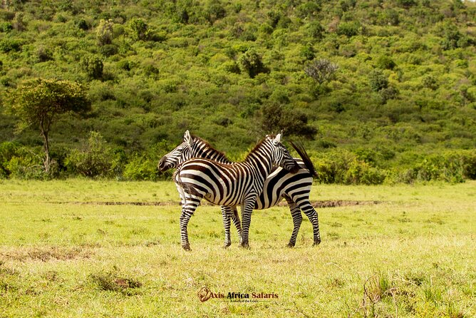 Masai Mara 3 Days Tour Safari Private 4WD Landcruiser - Optional Maasai village walk: what to expect, and when to skip it