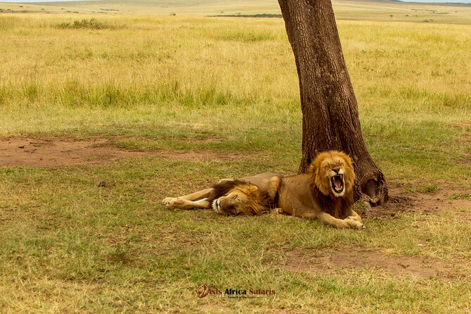 Masai Mara 3 Days Tour Safari Private 4WD Landcruiser - Meals, water, and how the included food helps your safari timing