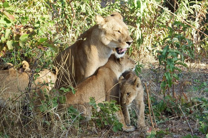 Masai Mara 3Days Safari Adventure - Nairobi Morning Start: An 8:00 am Rhythm That Works
