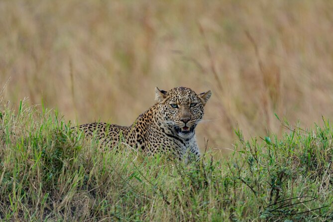 Masai Mara 3Days Safari Adventure - Full-Day Mara River Driving: Lions, Predators, and Great Migration Timing