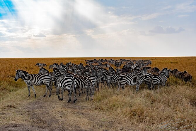 Masai Mara 3Days Safari Adventure - What’s Included, What’s Not, and Where Your Money Goes