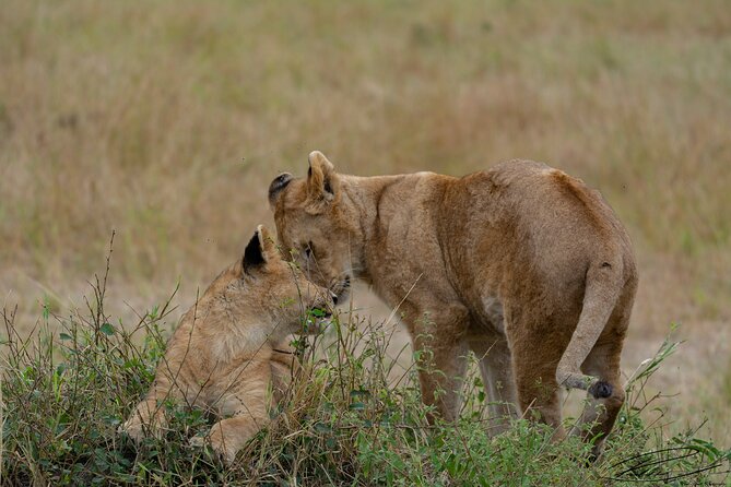 Masai Mara 3Days Safari Adventure - Guides, Vehicles, and How to Get Better Sightings