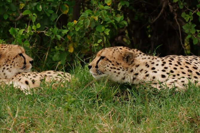 Masai Mara 3Days Safari Adventure - Who This Safari Fits Best, and Who Might Want Another Style