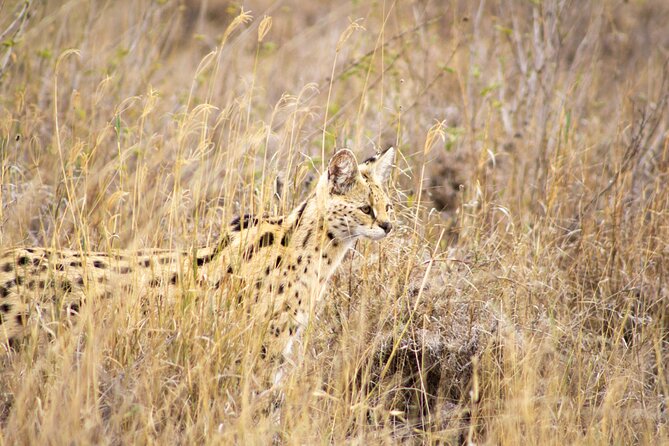Masai Mara 3Days Safari Adventure - Should You Book This 3-Day Masai Mara Safari?