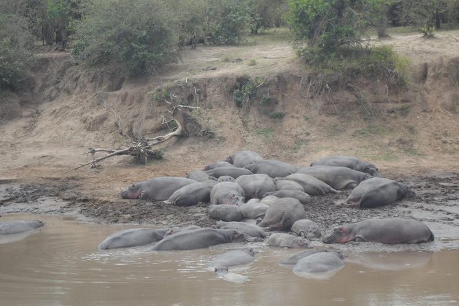 Masai Mara Budget 2 nights tented camp road Safari - Camps near Rhino, Enchoro, Manyatta Mara, and Lenchada: what to expect