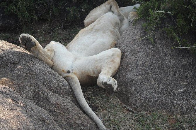 Masai Mara Budget 2 nights tented camp road Safari - Price and logistics: where the extras usually sneak in