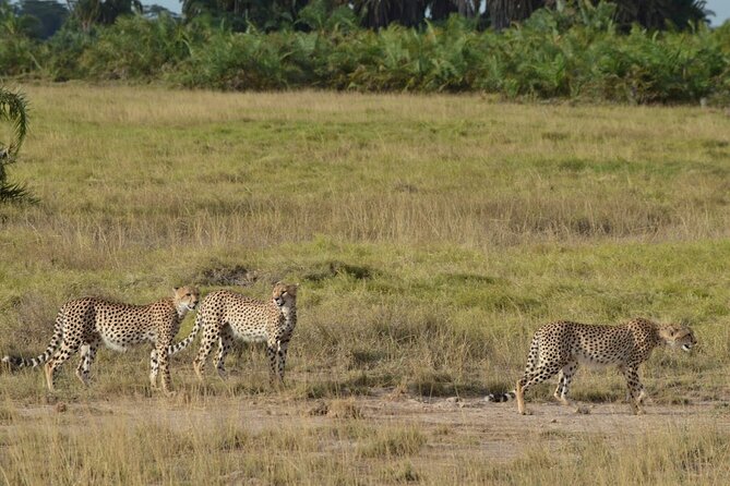 Masai Mara classic safari with optional Masai Village - Your Safari Ride: Why the Pop-Up Roof Matters