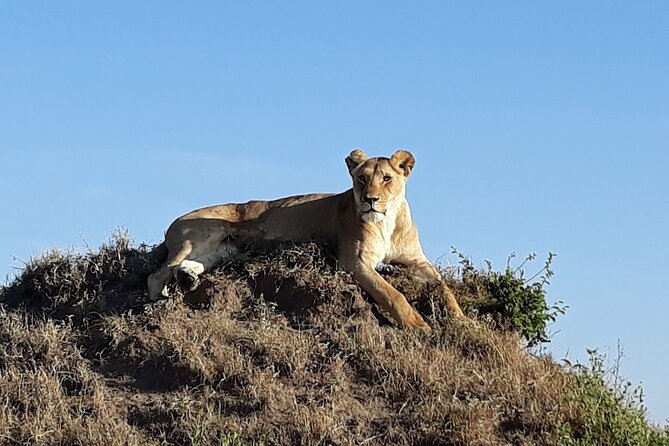 Masai Mara classic safari with optional Masai Village - Maasai Mara National Reserve: The Wildlife Engine Room