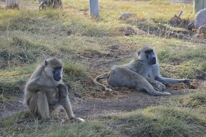 Masai Mara classic safari with optional Masai Village - Lodging Base: Mara Sopa Lodge for Two Nights