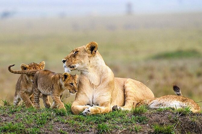 Masai Mara classic safari with optional Masai Village - Group Size, Departure Assurance, and the Feel of the Trip