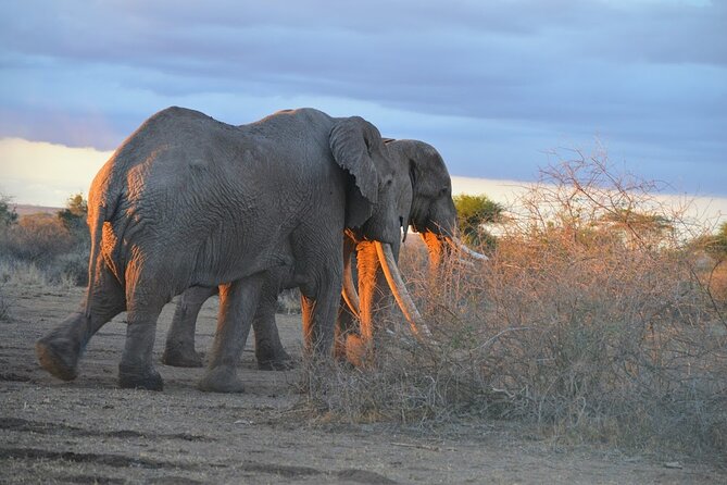 Masai Mara classic safari with optional Masai Village - What You Get for the $2,500 Price (And What You Pay Extra)