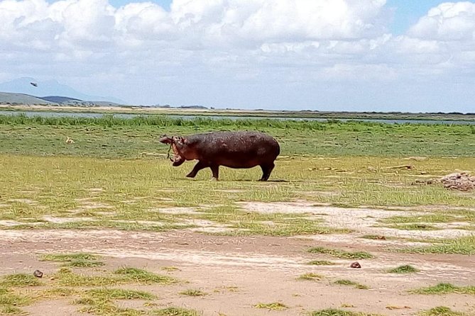 Masai Mara Full Day Tour from Nairobi, Naivasha or Nakuru - What’s Actually Included, and Where Value Comes From