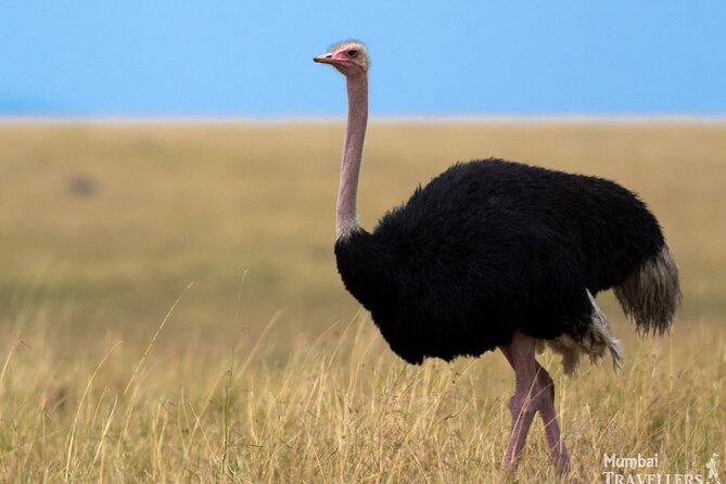 Masai Mara Game Drive - What you might spot in Masai Mara, Big Five plus the Big Nine