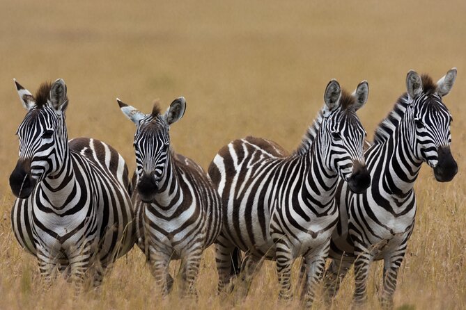 Masai Mara Game Drive - Dress code, packing, and the small stuff that boosts sightings