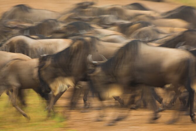 Masai Mara Game Drive - Who this Masai Mara game drive suits best