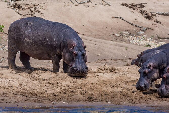 Masai Mara Game Drive - Your camp stay and full-board meals, what non-AC really means