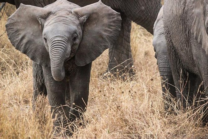 Masai Mara Game Reserve Safari Tour, 4 Days 3 Nights - Unlimited game drives: what you actually get from “more time”