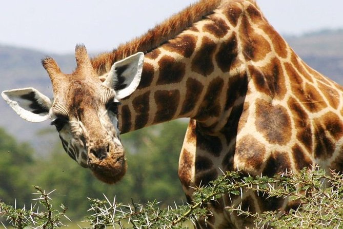 Masai Mara Game Reserve Safari Tour, 4 Days 3 Nights - Day 4: sunrise drive, then head back to Nairobi