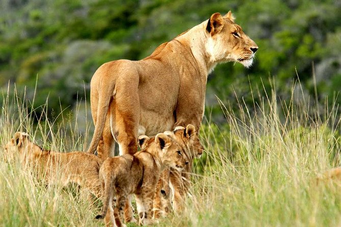 Masai Mara & Lake Nakuru Safari tour: 4-Day Kenya Adventure - Two parks, one tight schedule, and why this route works