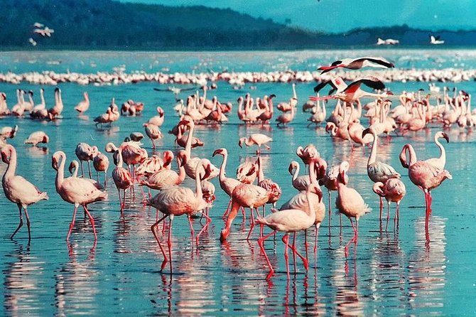 Masai Mara & Lake Nakuru Safari tour: 4-Day Kenya Adventure - Price and Logistics: what $1,437.50 is really covering