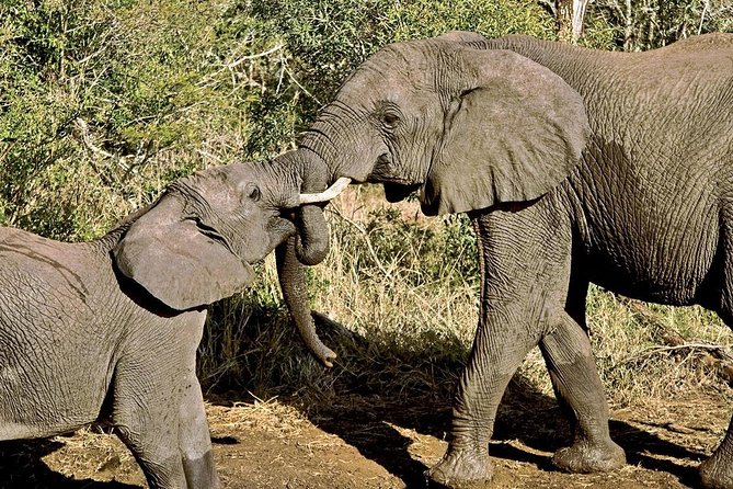 Masai Mara & Lake Nakuru Safari tour: 4-Day Kenya Adventure - Lake Nakuru National Park: rhinos, flamingoes, and birding that feels like a sport