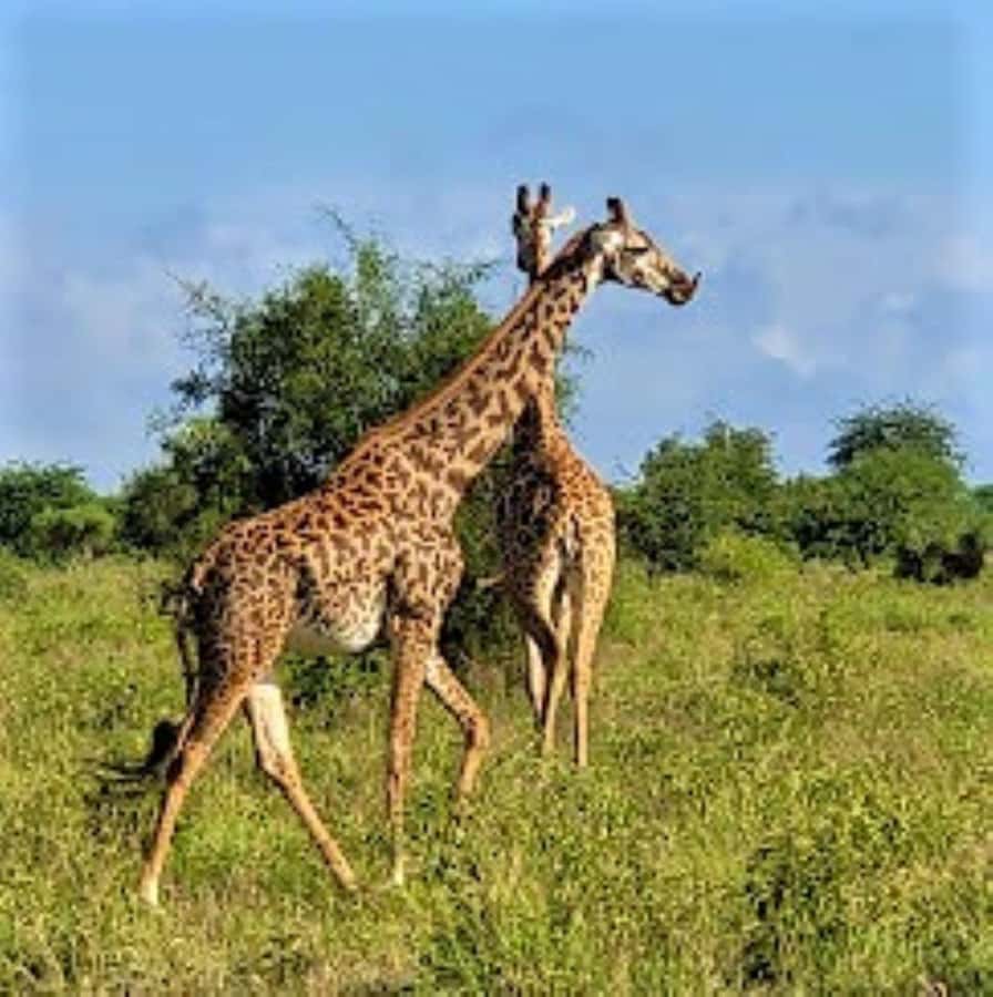Mombasa: 2-Day Safari to Taita Hills Game Sanctuary - Day 1: from your beach hotel to sunset game viewing