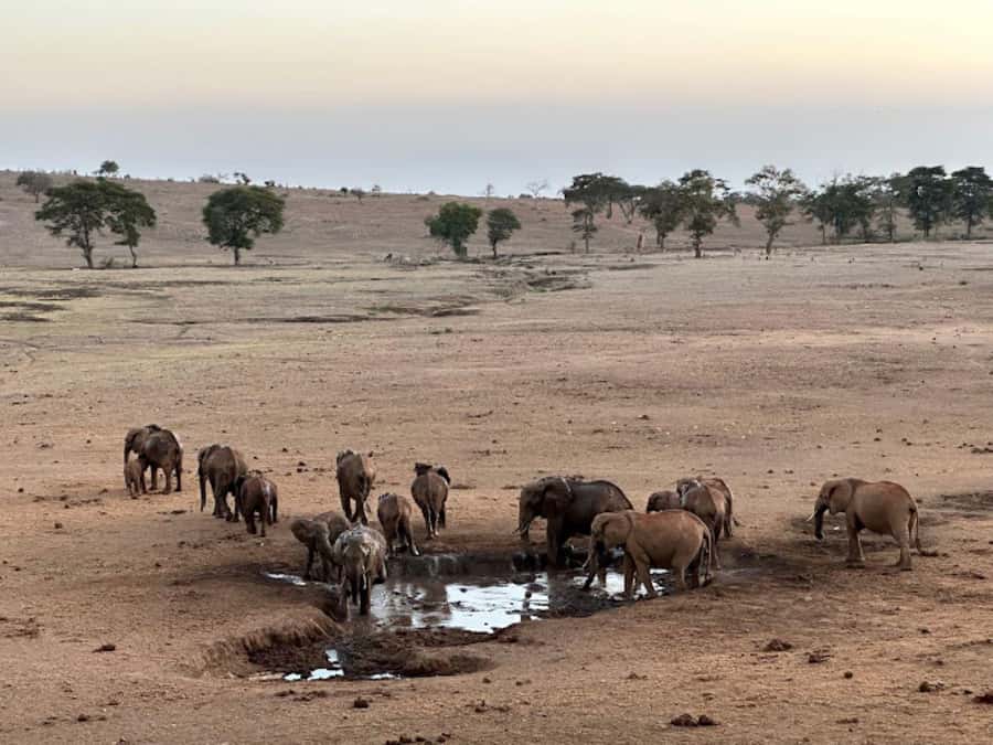 Mombasa: 2-Day Safari to Taita Hills Game Sanctuary - Day 2: early half-day drive, then a game-focused return to Mombasa