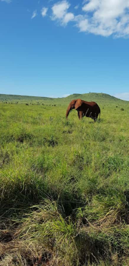 Mombasa: 2-Day Safari to Taita Hills Game Sanctuary - What you pay ($590) and why it can feel fair