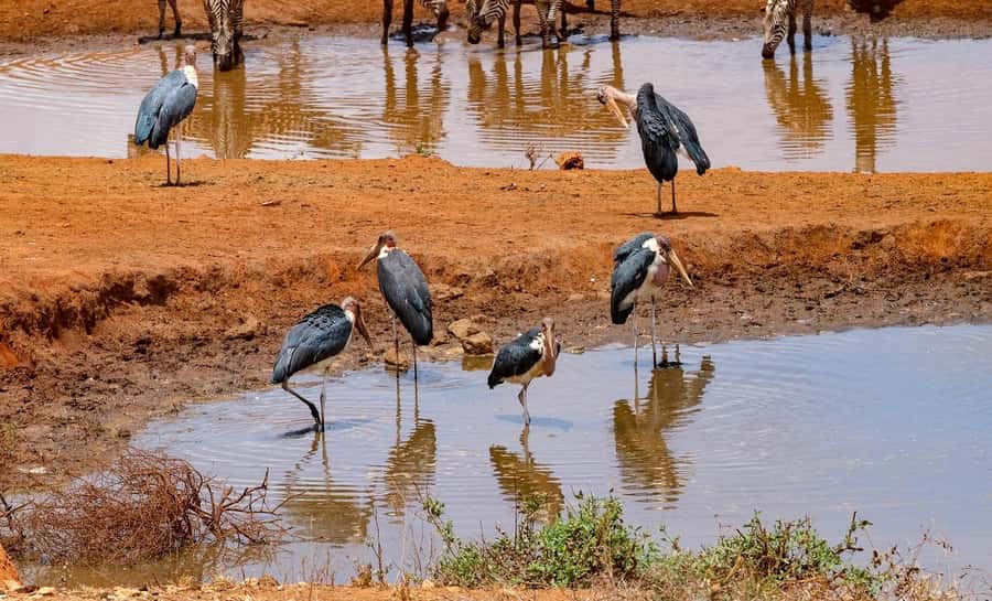 Mombasa: 3-Days 2-Nights Tsavo East and West Private Safari. - Day 2, Crossing Over to Tsavo East: Red-Dust Elephants and Open Plains