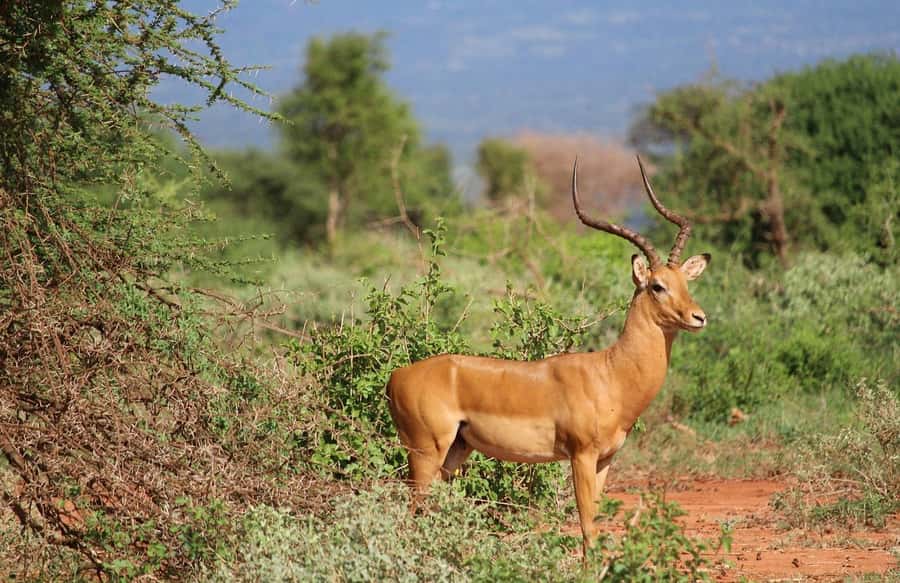 Mombasa: 3-Days 2-Nights Tsavo East and West Private Safari. - Wildlife and the Big Five: What You’re Actually Buying With This Plan