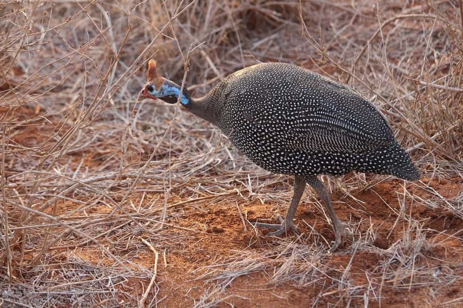 Mombasa: 3-Days 2-Nights Tsavo East and West Private Safari. - Your Driver-Guide and the Languages: The Part That Shapes Your Sightings