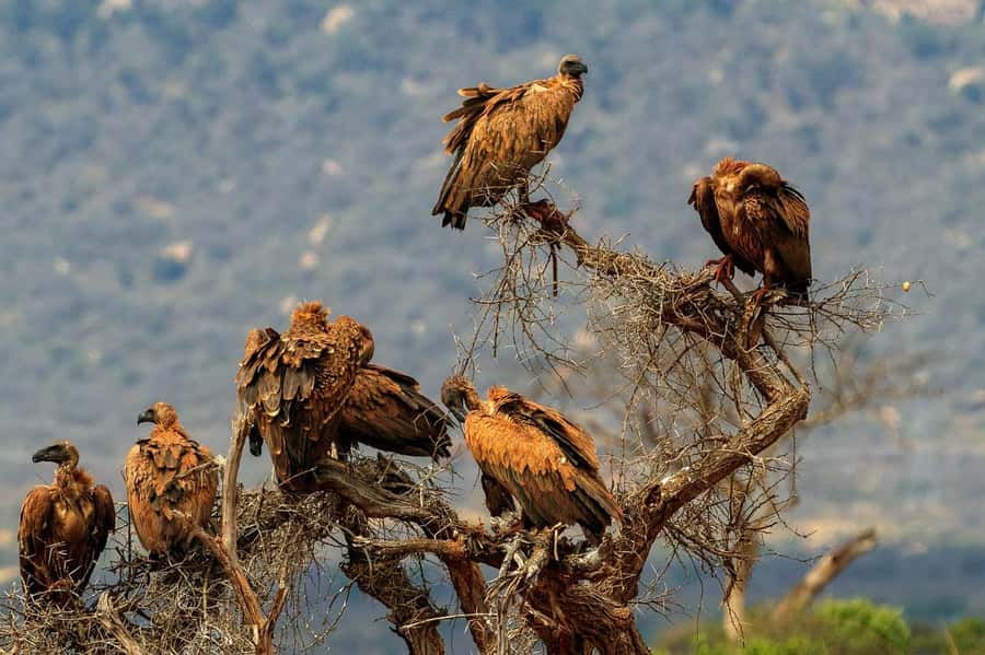 Mombasa: 3-Days 2-Nights Tsavo East and West Private Safari. - Practical Value: Is $990 per Person a Good Deal?