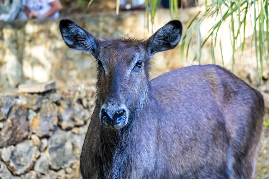 Mombasa City Tour: Fort Jesus Museum, Old Town & Haller Park - Price and value: what you pay for, and what to watch