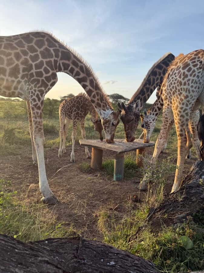 Mombasa Cultural & Wildlife Experience - The weekday school visit, and why it matters