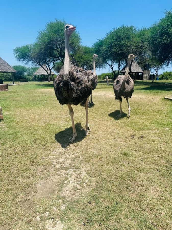 Mombasa Cultural & Wildlife Experience - Mijikenda village tour with elders: more than a performance