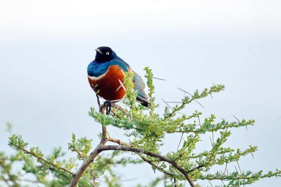 Mombasa: Discovery Day Tour and Haller Park - Key highlights to look forward to