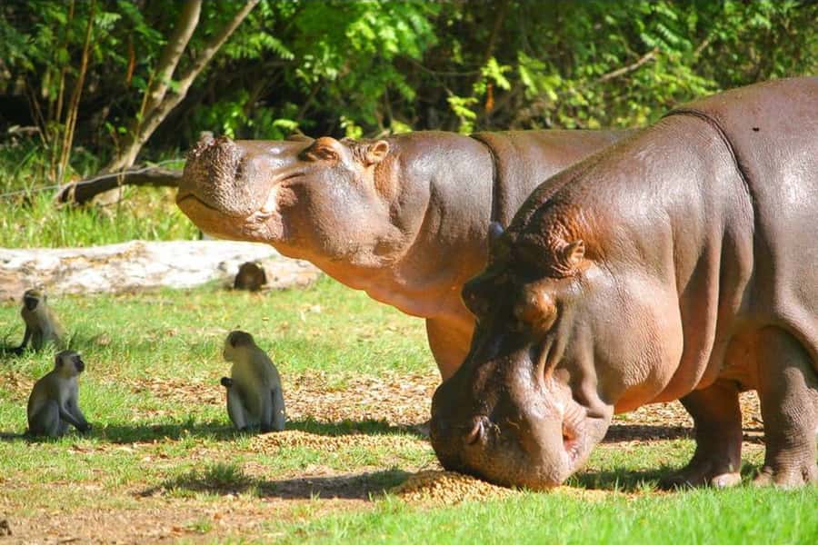 Mombasa: Discovery Day Tour and Haller Park - A 10-hour day that helps you see more of Mombasa