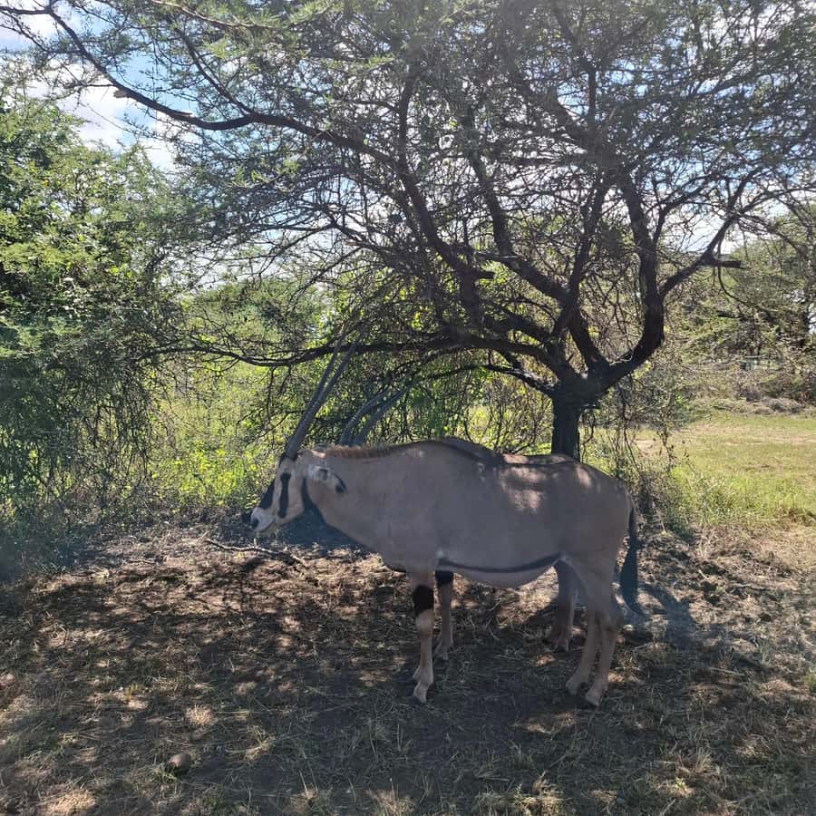 MOMBASA:FortJesus,OldCity,GiraffeOstrich,Oryx,Eland,WildTour - Moi Avenue Elephant Tusks, a quick landmark that actually connects to the city vibe