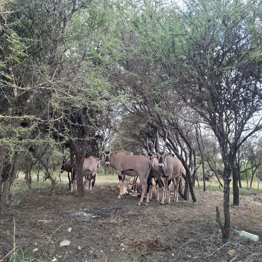 MOMBASA:FortJesus,OldCity,GiraffeOstrich,Oryx,Eland,WildTour - What you pay, and how to budget when entry fees are separate
