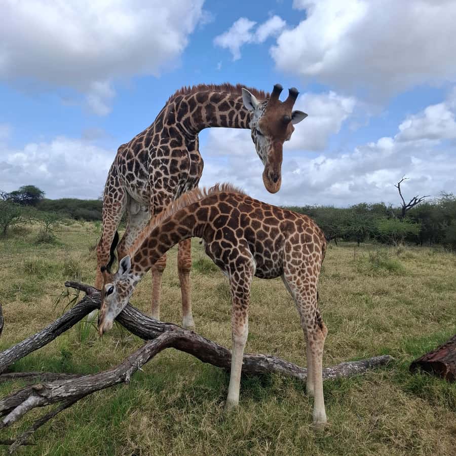 MOMBASA:FortJesus,OldCity,GiraffeOstrich,Oryx,Eland,WildTour - How to handle the rules, and what to pack so the day feels easy