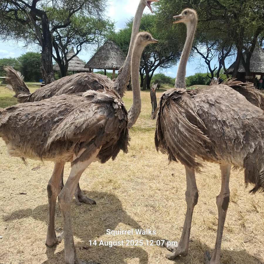 MOMBASA:FortJesus,OldCity,GiraffeOstrich,Oryx,Eland,WildTour - Nguuni Nature Sanctuary walk, seeing giraffes and other wildlife up close