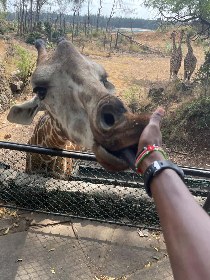 Mombasa Full Day City tour & Haller Park - Who this day trip suits best (and who should think twice)