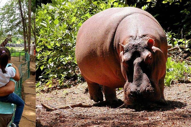 Mombasa Getaway with Haller Park Tours - Who should book this tour, and who should skip