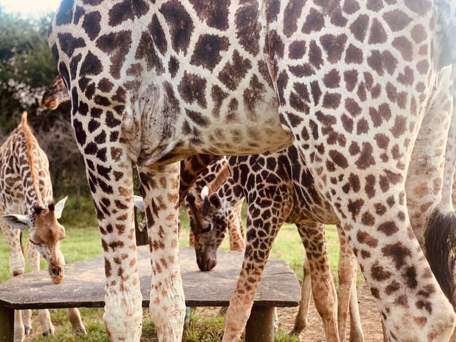 Mombasa: Guided Nature Walk Amongst Giraffes - Meeting at the Reception and Getting Briefed for Safety